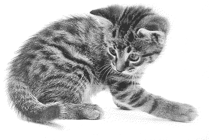 kitten playing with his tail