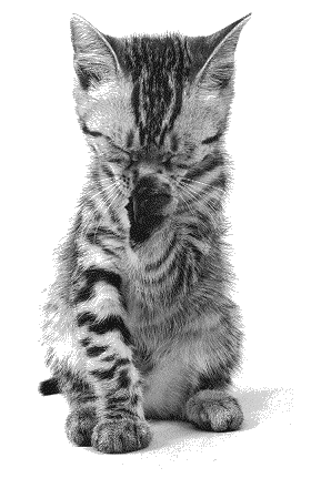 silvertigrerad kattunge