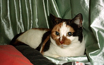 Aminda Cattery Doris