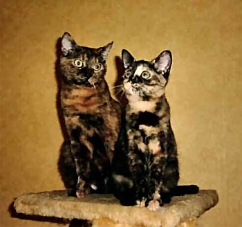 Kajsa & Venezia