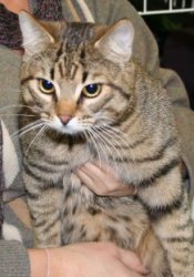 Katinhannan Morfeus Eisen